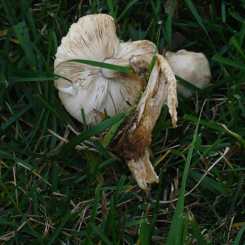 Leucoagaricus leucothites